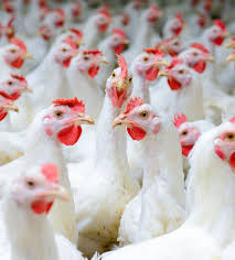 BASICS OF POULTRY BUSINESS MANAGEMENT 