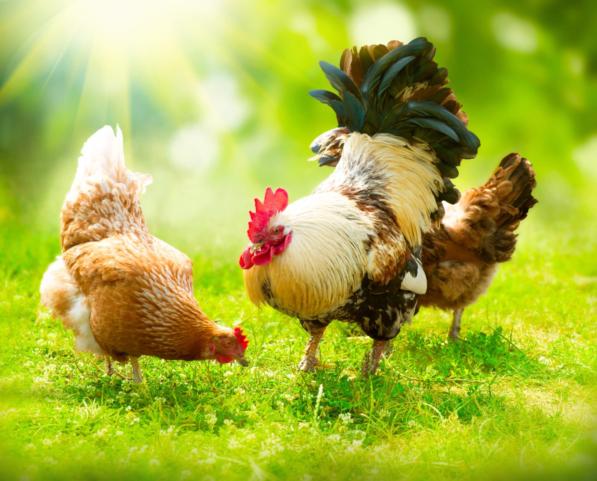 PROSPECTS IN POULTRY ENTREPRENEURSHIP